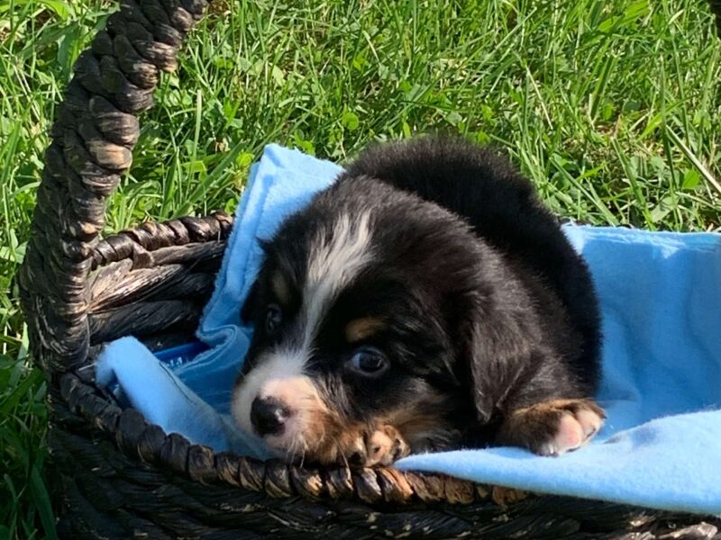 Blaze is a Tri-Colored (Male) Bernese Mountain Dog puppy in Owenton, KY