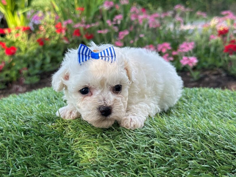 Image for 0524-Casper-Brownie Bichon Frise