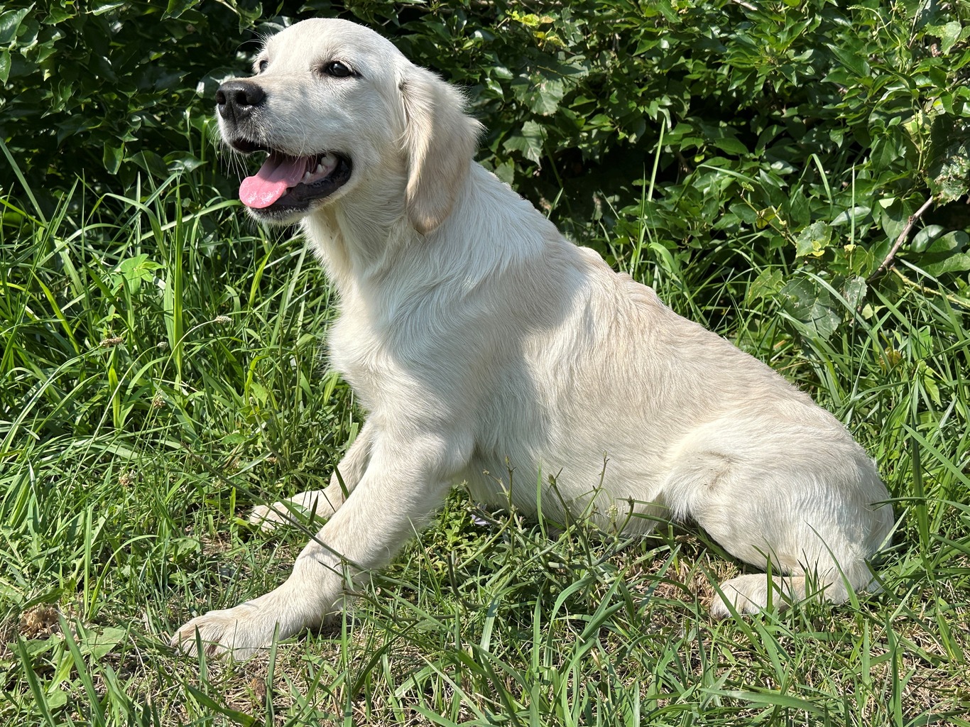 Ginny Akc Golden Retriever: Lovable Companion