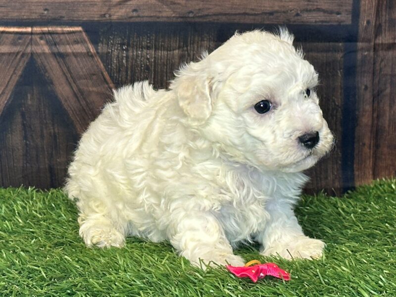 0125-Casper-Poppy 93300320970898 Bichon Frise image